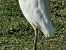 Esplugabous (Ardea ibis) © Ignacio López González