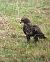 Aligot comú (Buteo buteo) © Olga Gairin Deulofeu