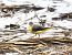 Cuereta torrentera (Motacilla cinerea) © Olga Gairin Deulofeu