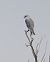Esparver d'espatlles negres (Elanus caeruleus) © Olga Gairin Deulofeu
