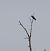 Corb (Corvus corax) © Olga Gairin Deulofeu