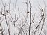 Passerell comú (Linaria cannabina) © Olga Gairin Deulofeu