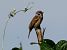 Eurasian Tree Sparrow - Josep Maria Solé Molins