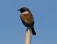 European Stonechat - Josep Maria Solé Molins