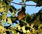 Cetti's Warbler - Josep Maria Solé Molins