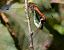 Pipa vinosa (Trithemis annulata) © Josep Maria Solé Molins