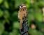 Pardal xarrec (Passer montanus) © Josep Maria Solé Molins