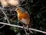 Pit-roig (Erithacus rubecula) © Josep Maria Solé Molins