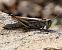 Llagost ploraner (Eyprepocnemis plorans) © Josep Maria Solé Molins