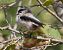 Long-tailed Tit - Josep Maria Solé Molins