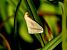 Rhodometra sacraria © Josep Maria Solé Molins