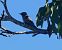 Lesser Spotted Woodpecker - Josep Maria Solé Molins