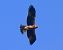 Àguila cuabarrada (Aquila fasciata) © Josep Maria Solé Molins