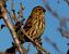 Verdecillo (Serinus serinus) © Josep Maria Solé Molins