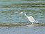 Bernat pescaire (Ardea cinerea) © Alons Navarro Alvarez
