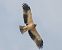 Àguila calçada (Hieraaetus pennatus) © Miguel Jodas Gomis