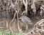 Martinet de nit (Nycticorax nycticorax) © Miguel Jodas Gomis