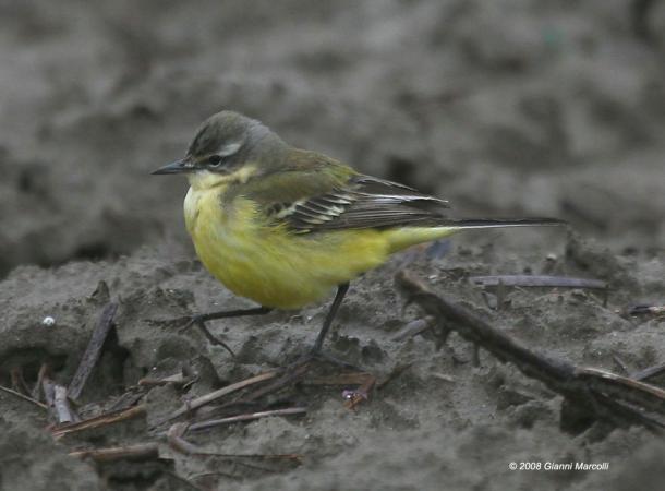 Bergeronnette printanière  - Gianni Marcolli