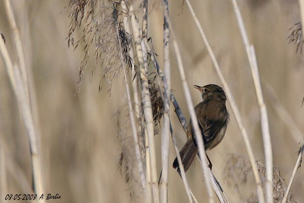 Rousserolle effarvatte  - Berlie Arlette