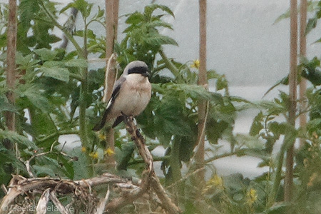 Pie-grièche à poitrine rose  - Gaëtan Delaloye (Biolovision)