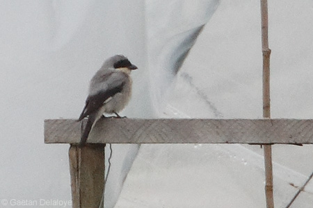 Pie-grièche à poitrine rose  - Gaëtan Delaloye (Biolovision)