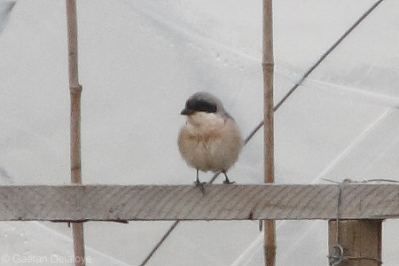Pie-grièche à poitrine rose  - Gaëtan Delaloye (Biolovision)