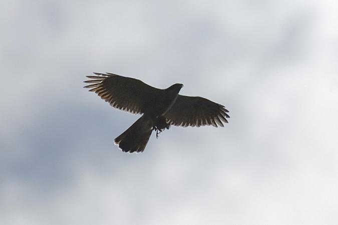 Autour des palombes  - Giorgio Mangili