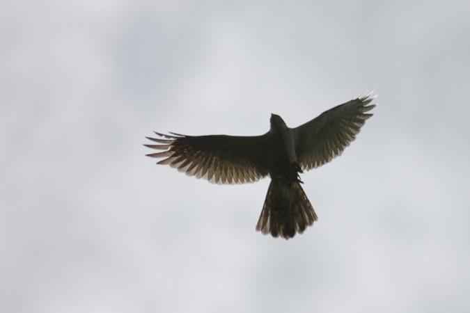 Autour des palombes  - Giorgio Mangili