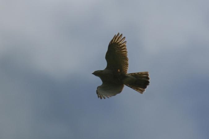 Autour des palombes  - Giorgio Mangili