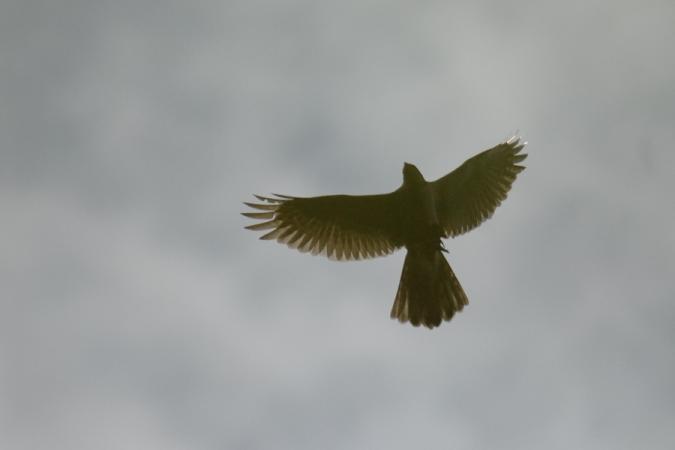 Autour des palombes  - Giorgio Mangili