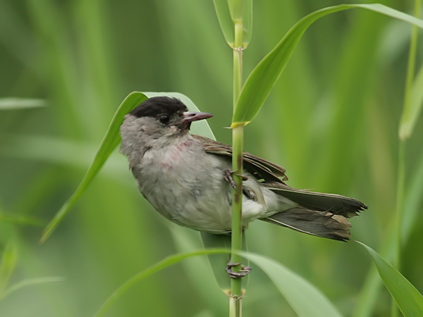 Fauvette à tête noire  - Bernhard Müller