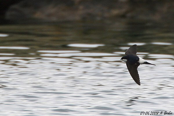 Hirondelle de fenêtre  - Berlie Arlette