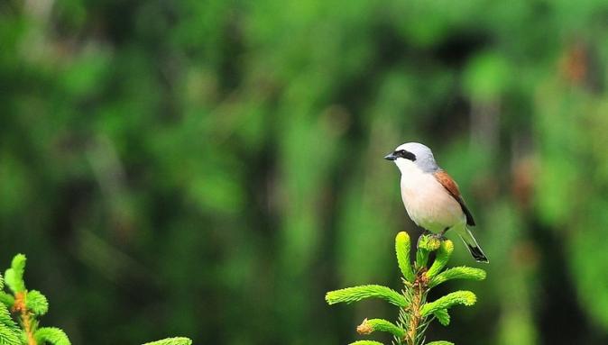 Pie-grièche écorcheur  - Jean-Marc Breguet