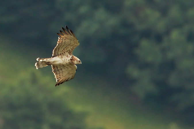 Circaète Jean-le-Blanc  - Christopher Plummer