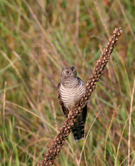 Coucou gris  - Nicolas Pictet