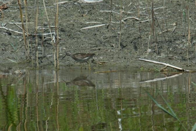 Chevalier sylvain  - Jacques Spielmann