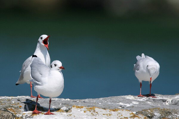 Mouette rieuse  - Berlie Arlette