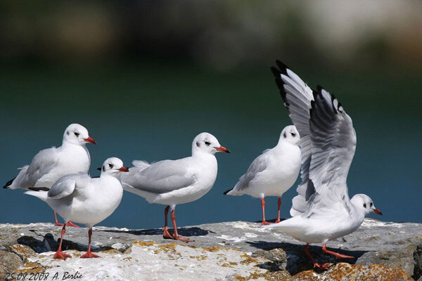 Mouette rieuse  - Berlie Arlette