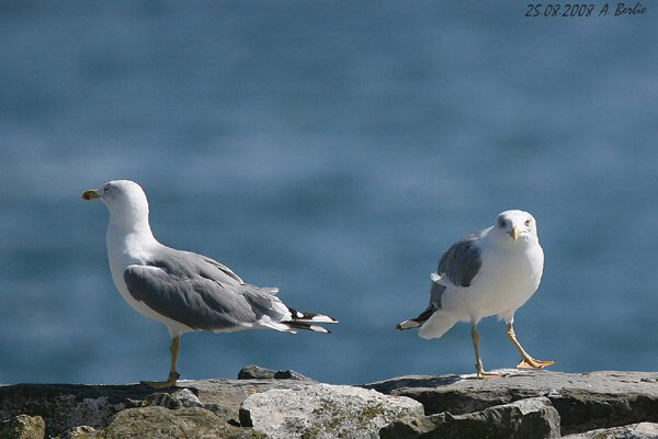 Goéland leucophée  - Berlie Arlette