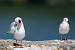 Mouette rieuse  - Berlie Arlette
