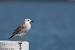 Goéland leucophée  - Berlie Arlette