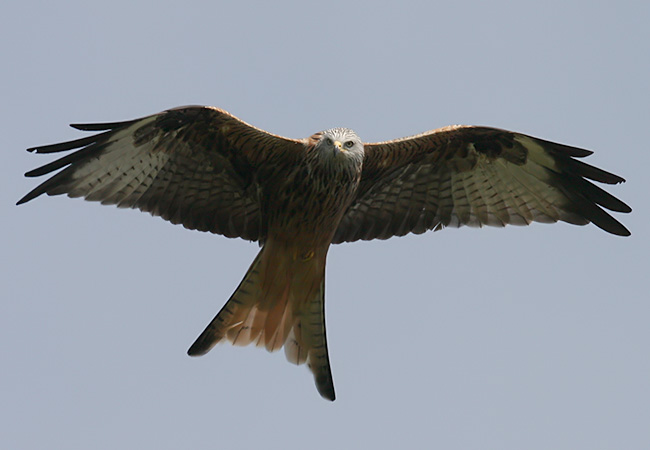 Milan royal  - Bernhard Müller