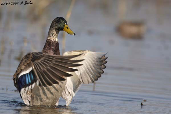 Canard colvert  - Berlie Arlette