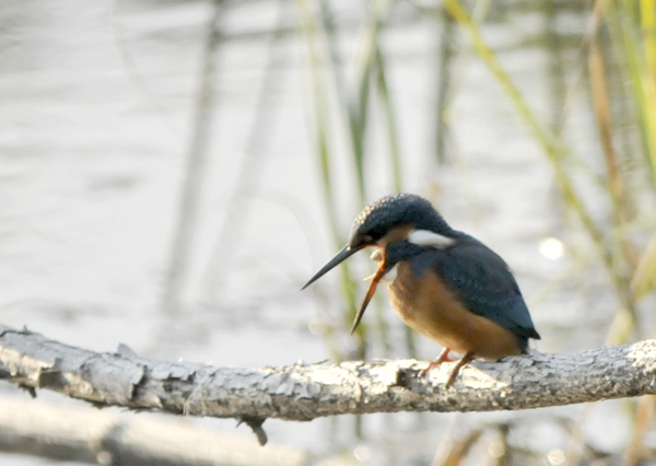 Martin-pêcheur d'Europe  - Matias Morales