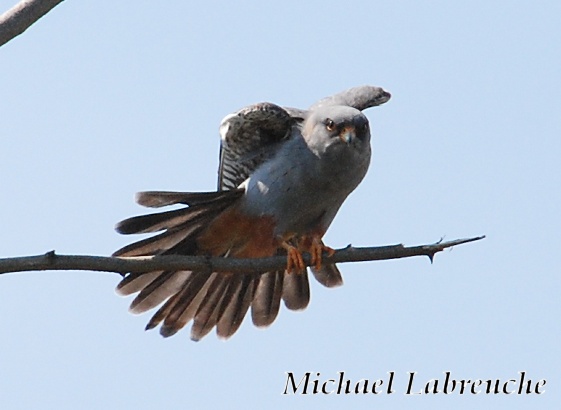 Faucon kobez  - Michael und Manuela Labreuche