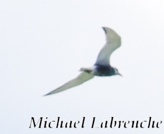 Guifette moustac  - Michael und Manuela Labreuche