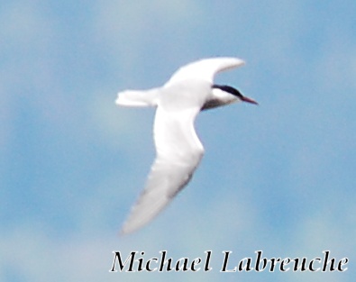 Guifette moustac  - Michael und Manuela Labreuche