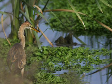 Héron pourpré  - Nicolas Ganichot