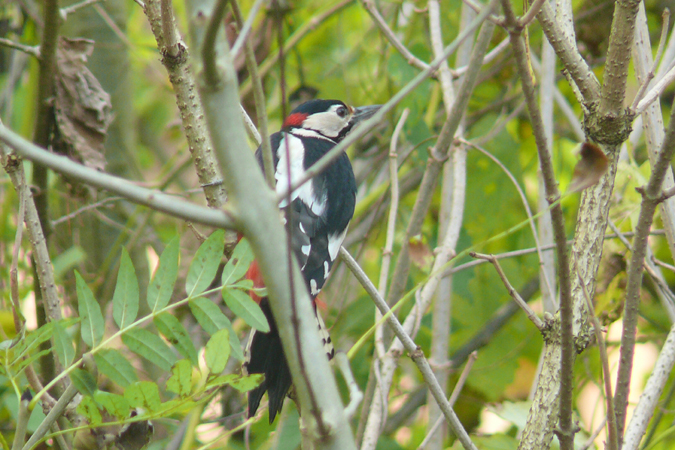 Pic épeiche  - Roger + Margot Cattin