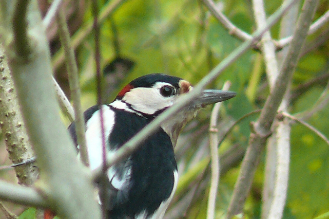 Pic épeiche  - Roger + Margot Cattin